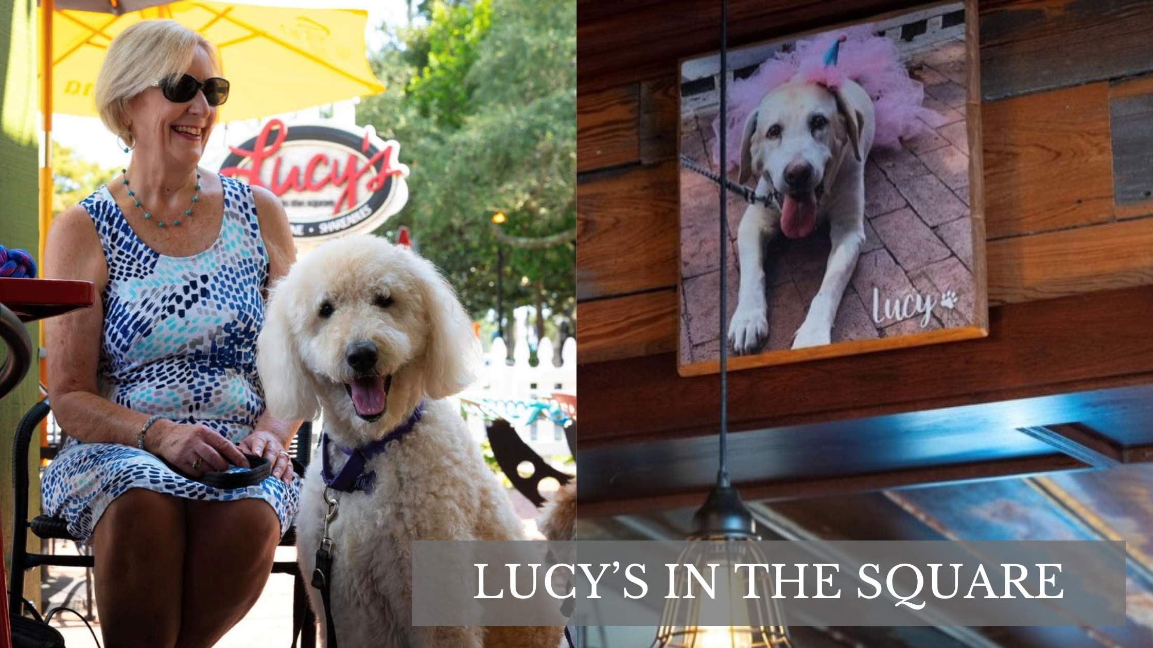 Lucy's in the Square Dog friendly restaurant